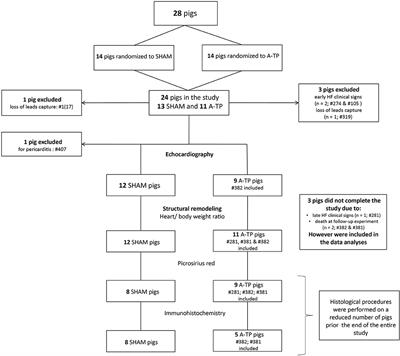 Characterization of Atrial and Ventricular Structural Remodeling in a Porcine Model of Atrial Fibrillation Induced by Atrial Tachypacing